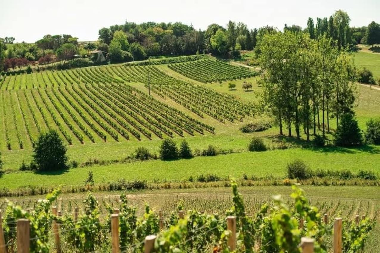Le Bordeaux Bio Vin Blanc, 75 cl M69kazJM